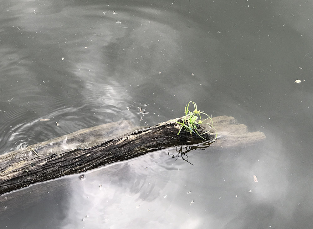 Floating Log with Weeds Growing and Cload Refections in the Water.